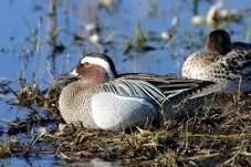 photo: Sarcelle d'été