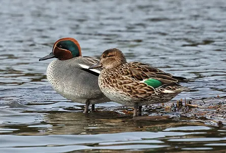 photo: Sarcelle d'hivert