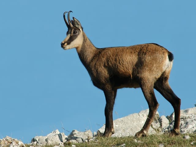 photo: Chamois