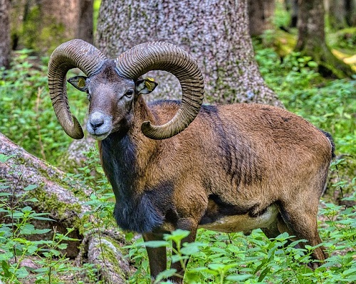 photo: Mouflon