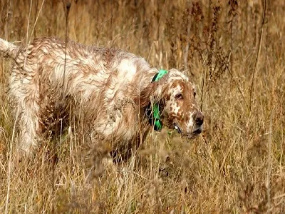 photo chien: Setter Anglais