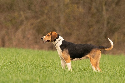 photo chien: L’Anglo-français