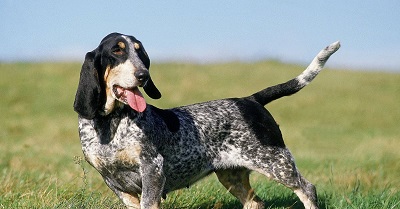 photo chien: Basset bleu de Gascogne