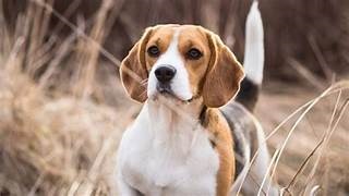 photo chien: Le Beagle