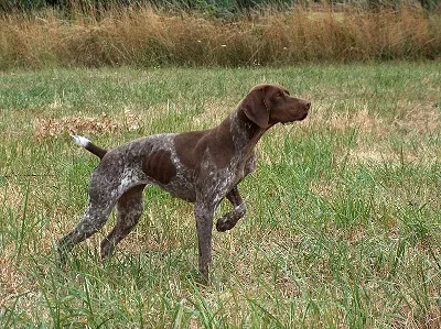 photo chien: Braque Français