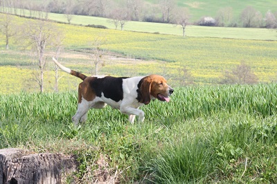 photo chien: Le Chien d'Artois