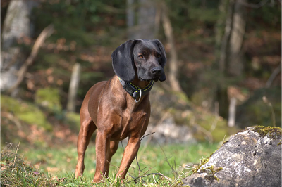 photo chien: Chien Rouge de Baviere