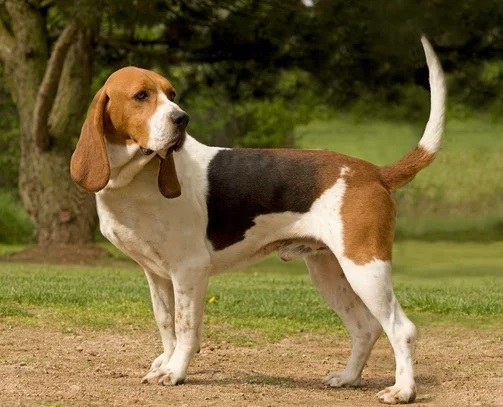 photo chien: Basset d'Artois