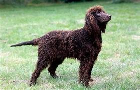photo chien: Irish Water Spaniel