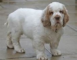 photo chien: Clumber