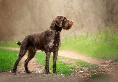 photo chien: Drahthhaar