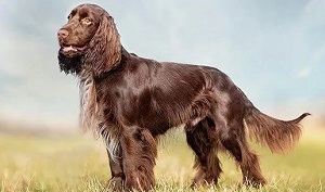 photo chien: Field Spaniel