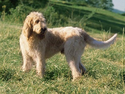 photo chien: Le Grand Griffon Vendéen