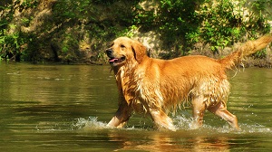photo chien: Golden Retriever
