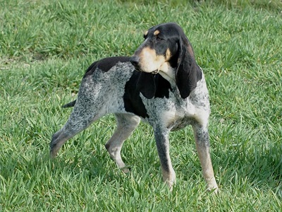 photo chien: Grand Bleu de Gascogne