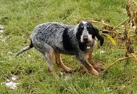 photo chien: Griffon Bleu de Gascogne