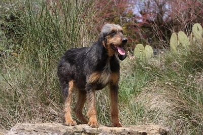 photo chien: Grivon nivernais