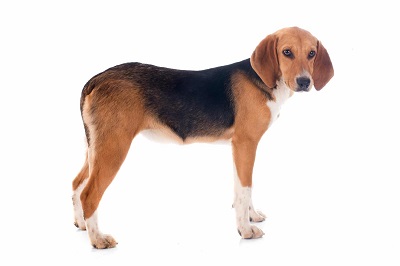 photo chien: Le Harrier