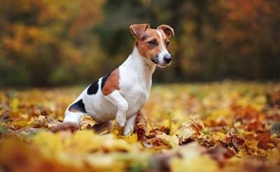 photo chien: Jack Russel Terrier