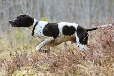 photo chien: Pointer Anglais
