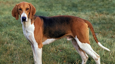 photo chien: Poitevin