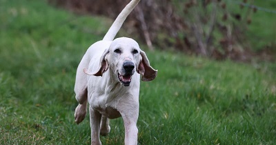 photo chien: Le Porcelaine