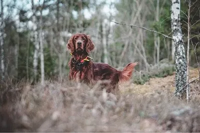 photo chien: Setter Irlandais