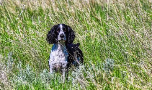 photo chien: Springer Spaniel