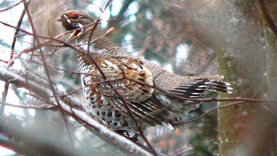 photo: Gélinotte des Bois