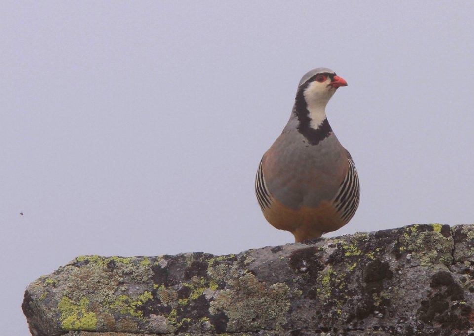 photo: Perdrix bartavelle