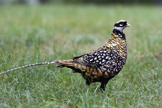 photo: Faisan vénéré
