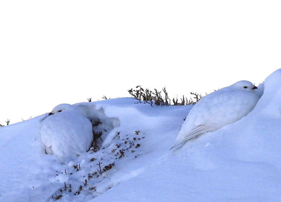 photo: Lagopède alpin