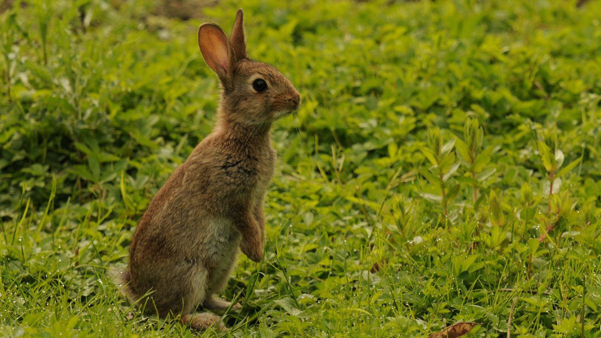 photo: Lapin de garenne