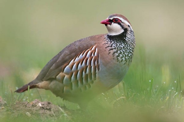 photo: Perdrix rouge